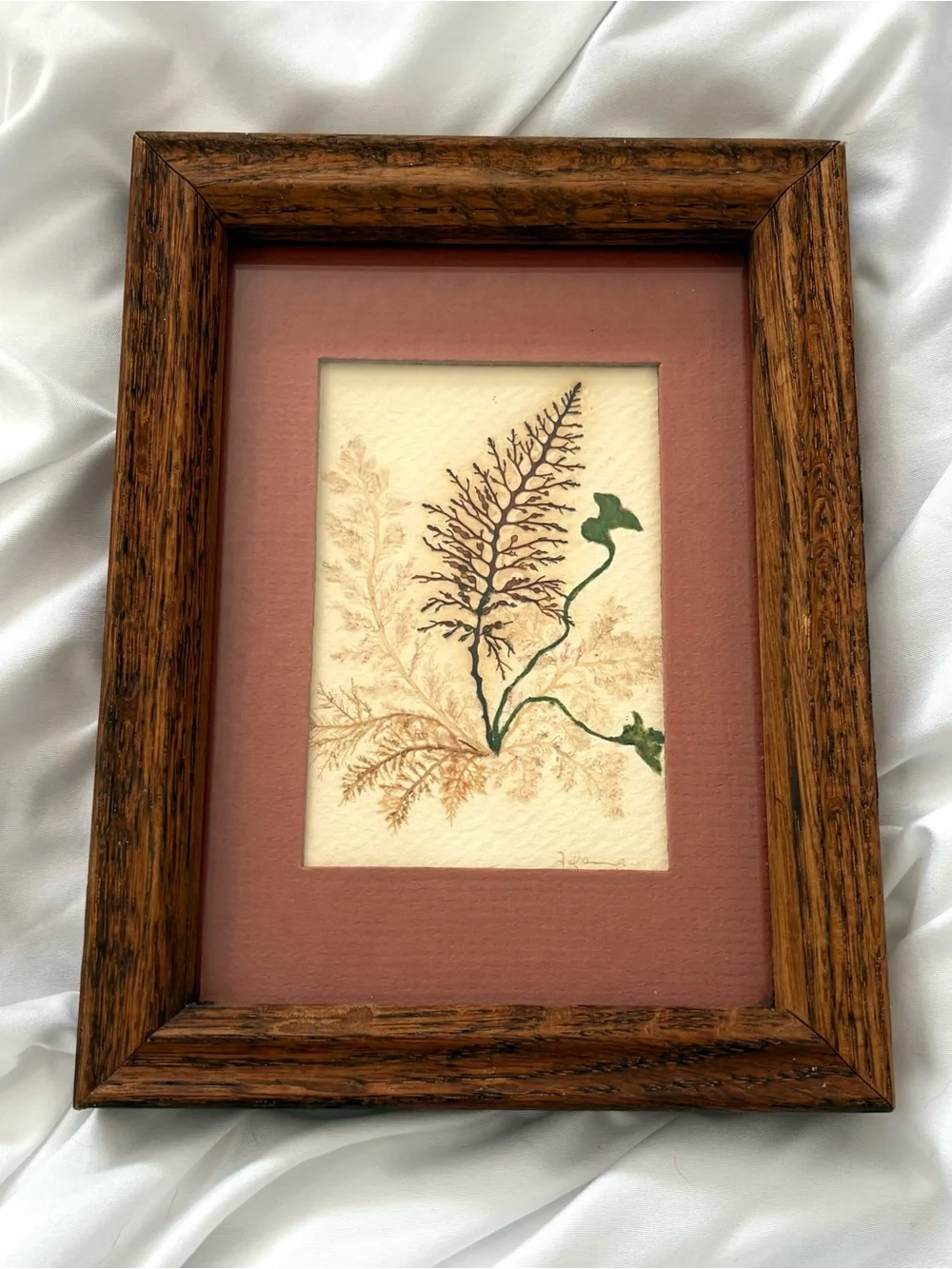 Vintage pressed seaweed framed wall art wood home decor wall hanging